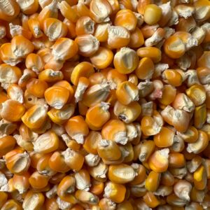 Non GMO Yellow corn maize